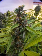 Pineapple Chunk