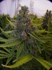Pineapple Chunk