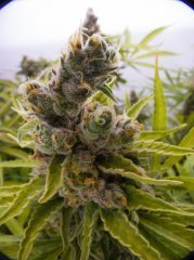Pineapple Chunk