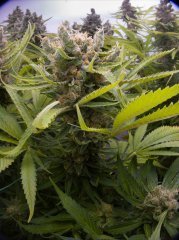 Sweet'n Sour Outdoor