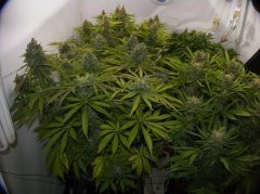 Cannalope Haze