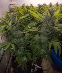 Sweet'n Sour Outdoor