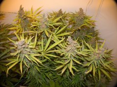 Pineapple Chunk