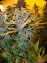 Sweet'n Sour Outdoor