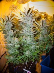Sweet'n Sour Outdoor