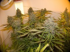Cannalope Haze