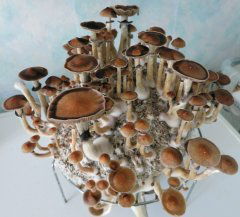 Psilocybe cubensis "Pink Buffalo"