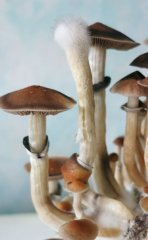 Розовый акробат!