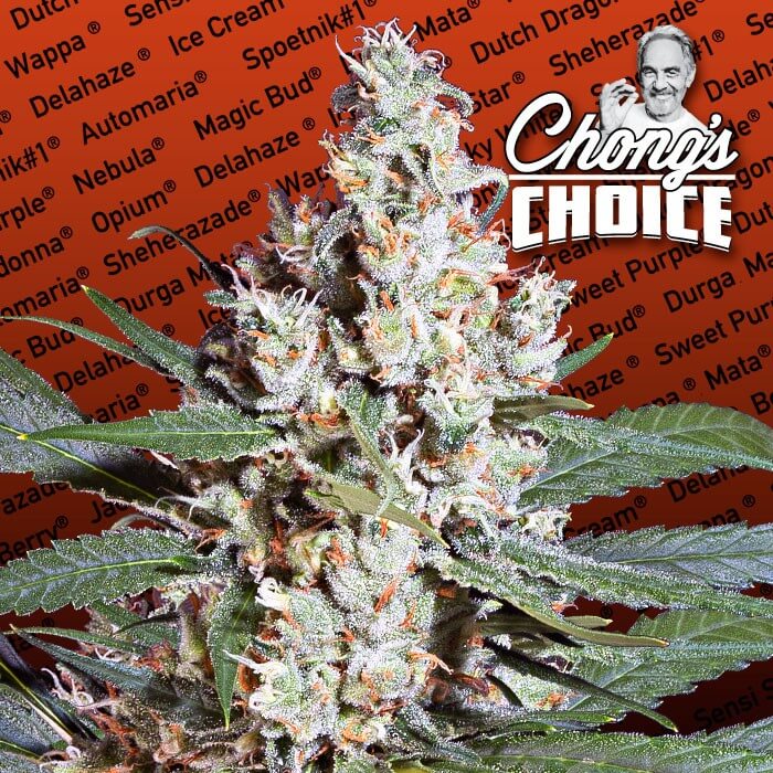 L. A. Amnesia