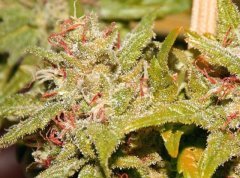 gonja