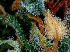 Sweet'n Sour Outdoor