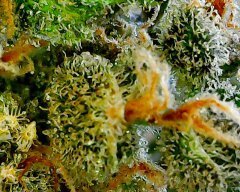 Sweet'n Sour Outdoor