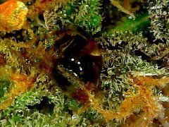 Pineapple Chunk/Bulk Seeds