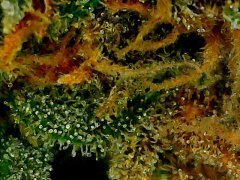 Pineapple Chunk/Bulk Seeds