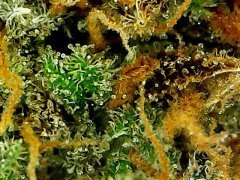 Pineapple Chunk/Bulk Seeds