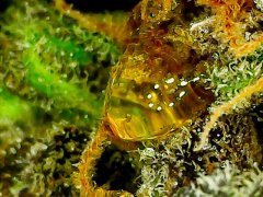 Pineapple Chunk/Bulk Seeds