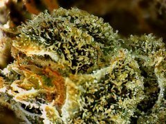 Cannalope Haze