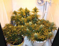 White Widow, Critical Super Silver Haze и Jack Herer