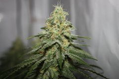 Critical Super Silver Haze