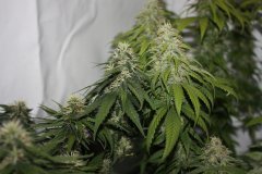 Jack Herer и WW