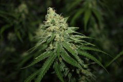 Critical Super Silver Haze