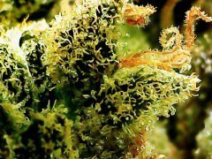 Cannalope Haze