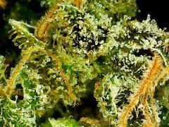 Cannalope Haze