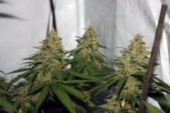Critical Super Silver Haze
