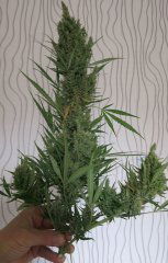 Auto Northern Light fem