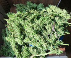 Auto Northern Light fem