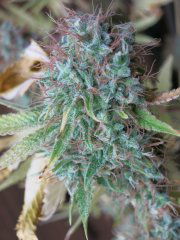 Medical Mass CBD fem