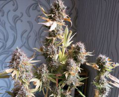 Medical Mass CBD fem, ревега.
