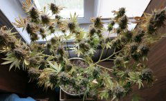 Medical Mass CBD fem, ревега.
