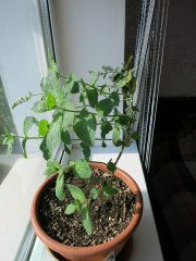 Mentha officinalis или просто Мята!