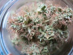 Medical Mass CBD