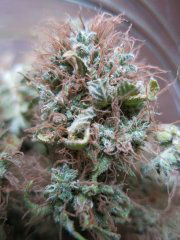 Medical Mass CBD