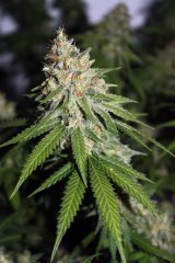 Critical Super Silver Haze