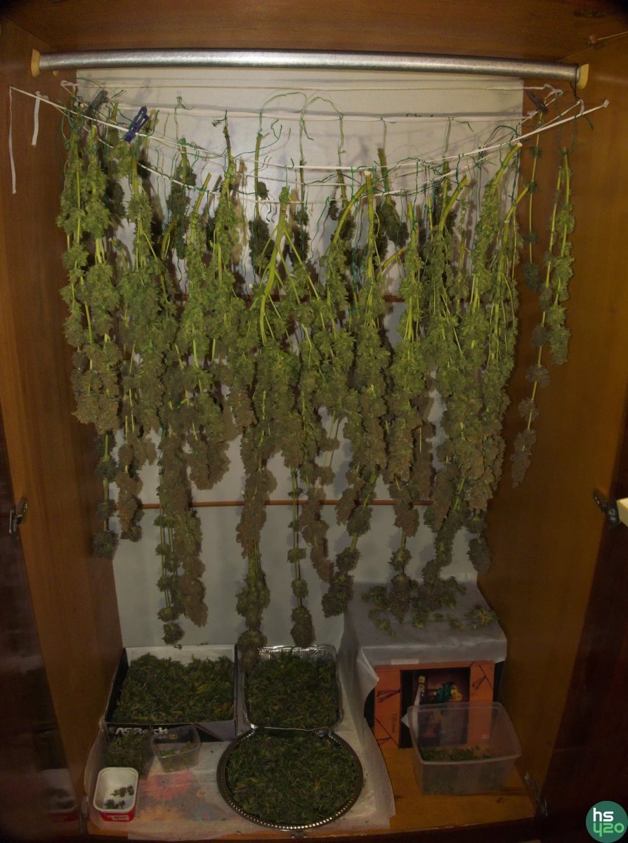 Sweet 'n Sour Outdoor/ Spliff Seeds, Pineapple Chunk/Bulk Seeds, CANNALOPE HAZE/ DNA Genetics, Satori/ Mandala Seeds
