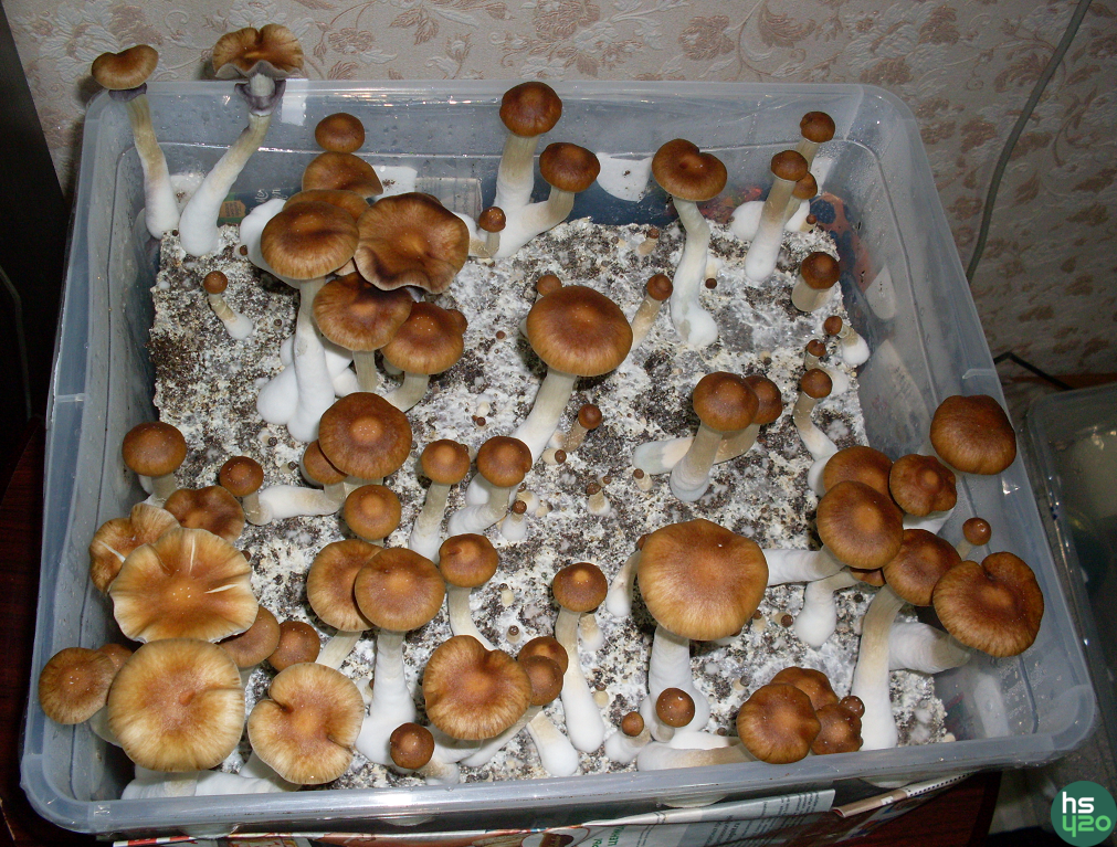 Magic Mashroom