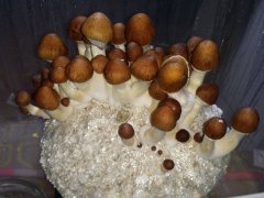 CameraZOOM-20181106122226536.jpg.185342993f15dbf0db4e0e8a25bc27c2.jpg