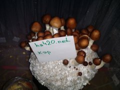 CameraZOOM-20181106122510458.jpg