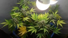 GREEN-O-MATIC ОТ GHS 50 дней цвета!