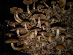 IMG_20181116_001243.jpg