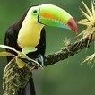 Tucan