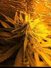 Cambodian - pheno1.jpg