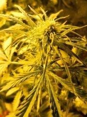 Cambodian-pheno2.jpg