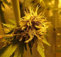 OG KUSH KBD. Breeders Band