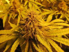 OG KUSH KBD. Breeders Band