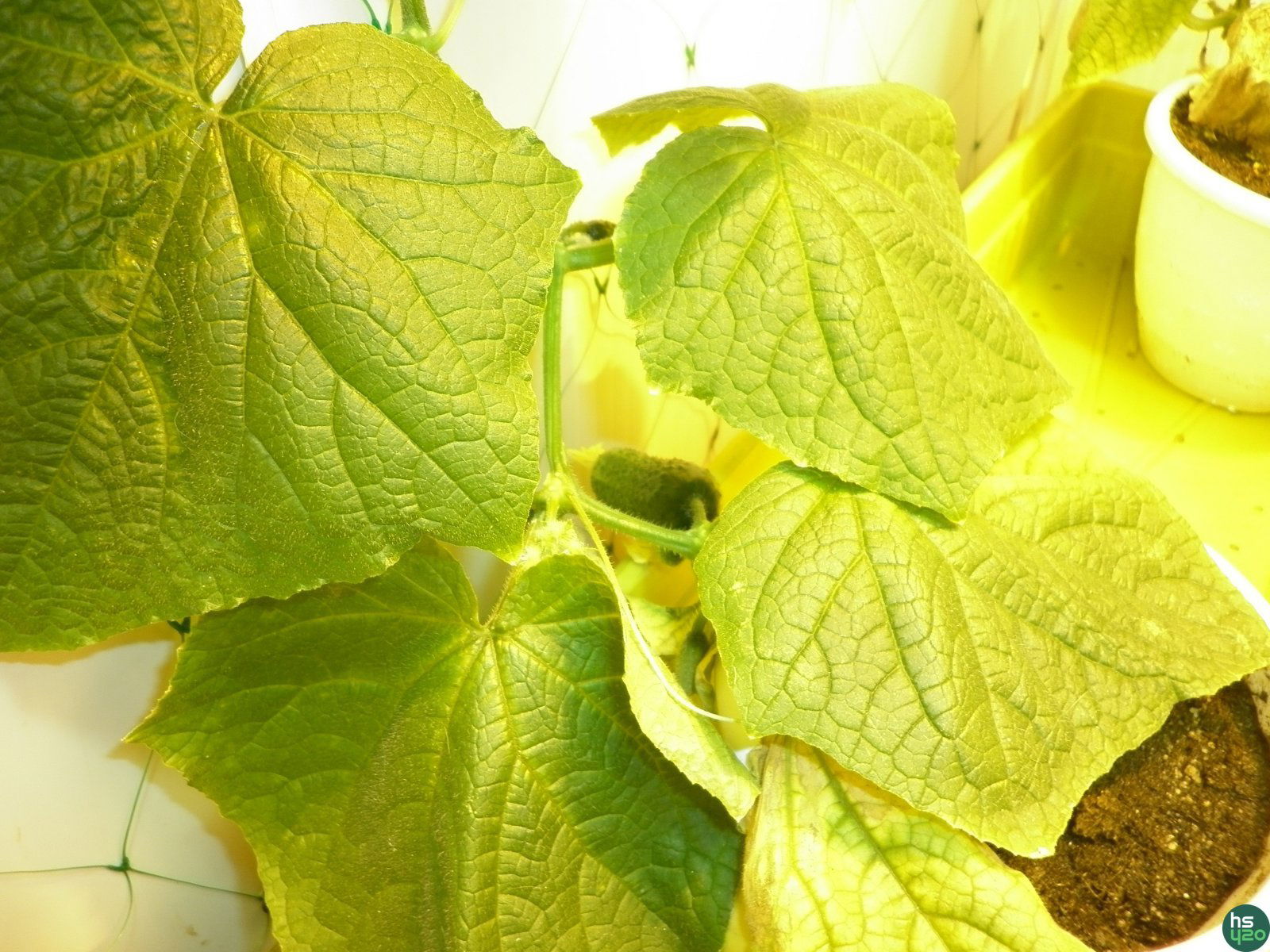 Blueberry fem (Dutch Passion)