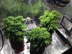LSD, Durban Poison, Vanilla Kush